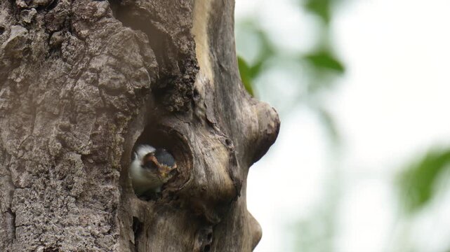 Baby Collared Falconet (Microhierax caerulescens ) birds in a tree hollow nest.