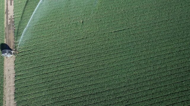 Top-down drone ascending over a rotary sprinkler irrigating an alfalfa field Medicago sativa, creating a visible rainbow effect in the water spray during summer irrigation.