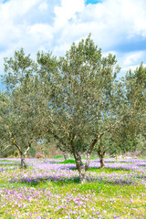 Olive plantation with flower field on Istrian Peninsula in Croatia. Spring season