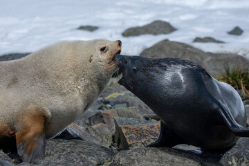 Fototapeta premium Antarctic Fur Seal Two males fighting