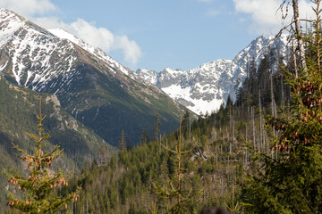 Fototapeta premium Tatra Mountains landscape in Poland featuring snow-capped peaks, lush green forests, and clear blue skies under bright sunlight