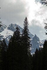 Tatra Mountains in Poland with towering pine trees and snow-capped peaks under a cloudy sky creating a dramatic natural landscape