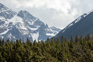 Tatra Mountains in Poland with snow-capped peaks and dense green coniferous forest in the foreground under a cloudy sky