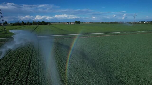 Portable rotary sprinkler system irrigating an alfalfa field Medicago sativa, showing overhead irrigation and a rainbow effect caused by sunlight refracting through water droplets.
