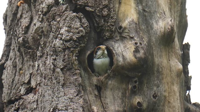 Baby Collared Falconet (Microhierax caerulescens ) birds in a tree hollow nest.