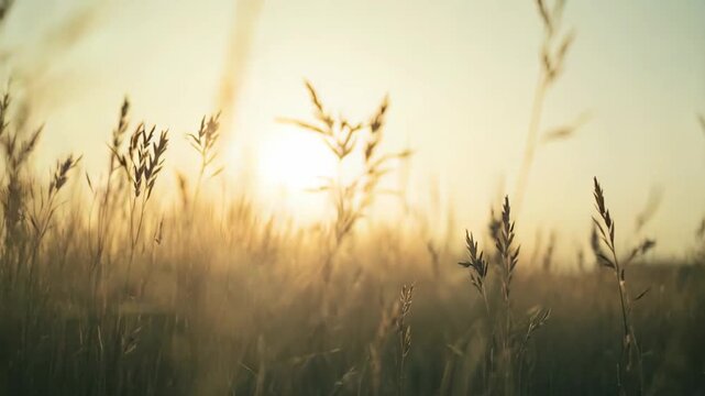 Tall grass blades backlit by the warm, golden sun creating a peaceful and serene natural landscape during sunrise or sunset, evoking feelings of calm and early morning or evening tranquility