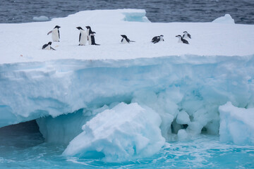 Adélie penguins and Chinstrap penguins on ice berg © Staffan Widstrand