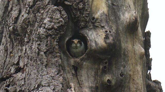 Baby Collared Falconet (Microhierax caerulescens ) birds in a tree hollow nest.
