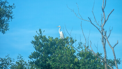 American egret (Egretta alba) in the mangrove forests of Borneo