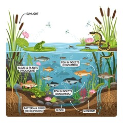 Pond Ecosystem Diagram Illustrating Producers Consumers Decomposers and Sunlight Interaction.