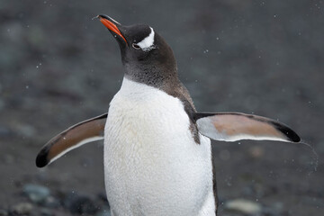 Gentoo penguins close up © Staffan Widstrand