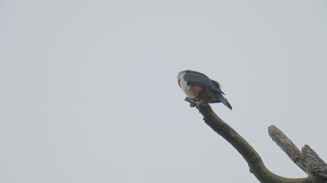 Collared Falconet (Microhierax caerulescens )on branch birdwatching in the forest.