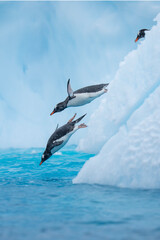 Gentoo penguins jump in the water from an iceberg © Staffan Widstrand