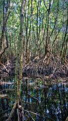 Obraz premium Mangrove forests (lumnitzera racemosa) in January on coast of South China Sea, Borneo Island, Malaysia. Rhizophora mucronata typical tree, pneumatophores