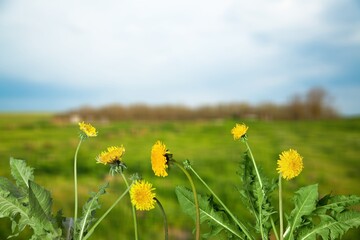 Obraz premium Yellow fresh dandelions flowers blooming on grass background