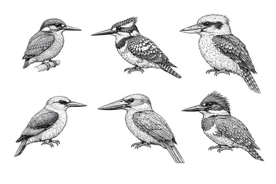 Detailed black and white illustrations of various kookaburra species