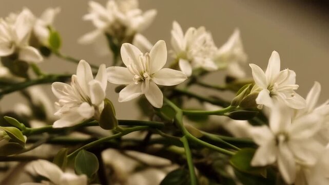 Delicate white flowers of a bridal wreath spirea blooming on green stems in a macro view