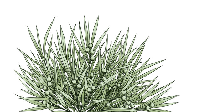 Close up botanical illustration of a dense evergreen shrub with needle-like leaves and small round green berries in soft colors on white.