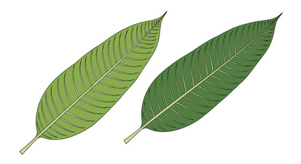 Obraz premium Pair of long, narrow green leaves with prominent veins and light green stems illustrated on a white background.
