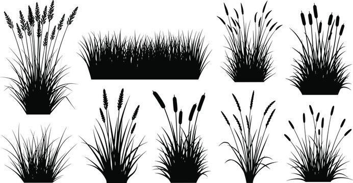 Black silhouettes of various grasses and cattails plants grass, cattails, silhouettes, black, plants, vegetation, foliage, reeds, water plants, aquatic plants, white background, various, grasses, coll