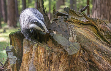 European badger is posing on an old tree stump. in forest. Horizontally.  © frank11