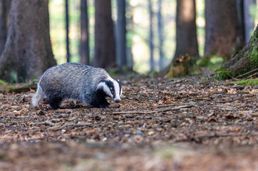 European badger is walking in the forest. Horizontally.  © frank11