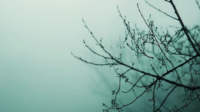 Bare tree branches with delicate buds or frozen droplets appear against a soft teal green gradient background, evoking feelings of winter, isolation, and contemplative tranquility in nature
