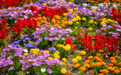 Colorful flower bed in a public park in Germany on a sunny June day with numerous blooms in yellow, orange, red, purple, white, and blue. Fresh plants in an enchanting mix.
