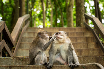 Fototapeta premium Group of Balinese long-tailed macaques living in tourist-heavy reserve in Ubud, Bali