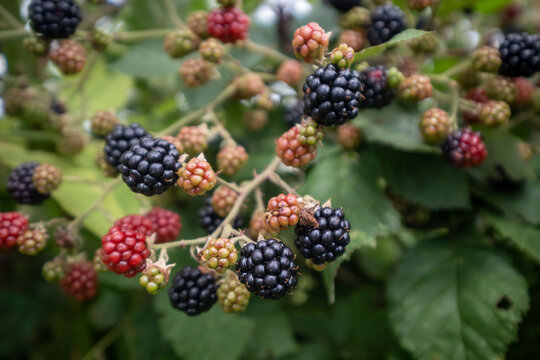 Blackberries on the bush in summer
Rubus fruticosus