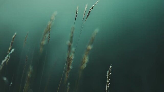 Wild grass spikes creating an abstract pattern against a blurred green background, softly illuminated by natural light, showing growth and tranquility
