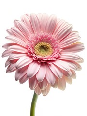 Heres the output  Delicate pink gerbera daisy blooms solo in crisp white perfection