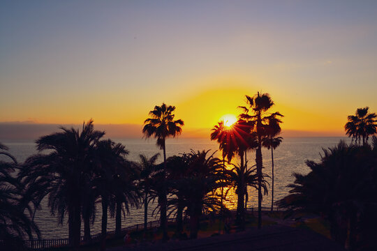 Sunset Over Ocean With Palm Tree Silhouettes and Sunburst
