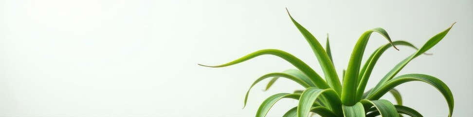 Obraz premium Vibrant spider plant, clean white backdrop, airy setting , pot, background