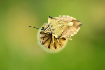beetle on poppy seed capsule
