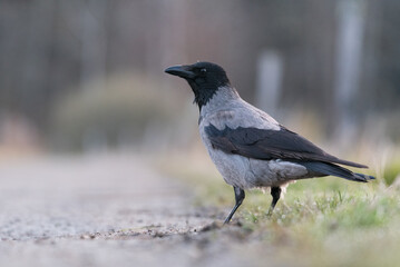 Fototapeta premium crow next to gravel road close up