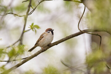 Eurasian tree sparrow on branch