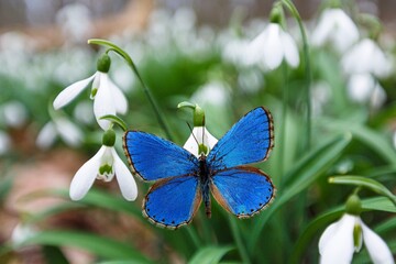 Obraz premium The European colourful butterfly on green meadow