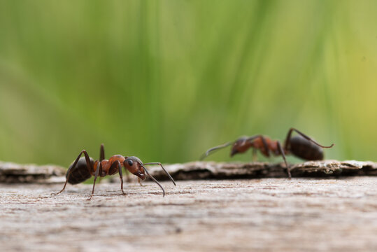 ants on the ground