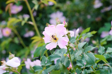 A bee collects nectar from a flowering rosehip. Spring.