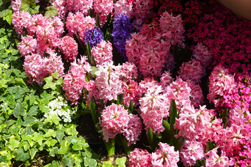 Obraz premium Closeup Of Flower Beds In Conservatory