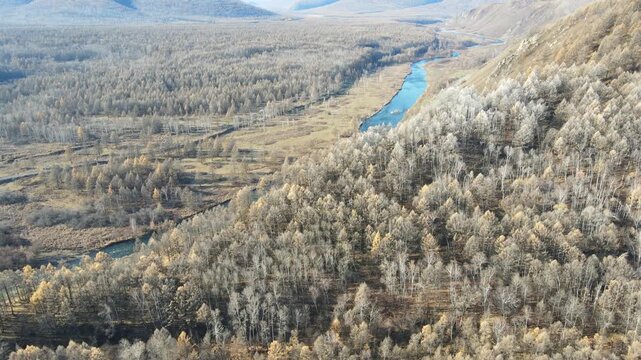 Ascending Aerial Over Halaha River Flowing Through Autumn Forest in Arxan, Inner Mongolia, China