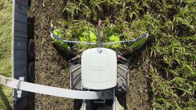 A top-down view of corn silage harvesting using a modern forage harvester. The machine efficiently cuts and chops the green mass, ensuring high-quality feed production for livestock. 