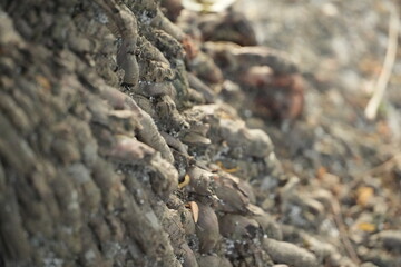 A detailed pattern of numerous small, textured, dark brown root-like structures.