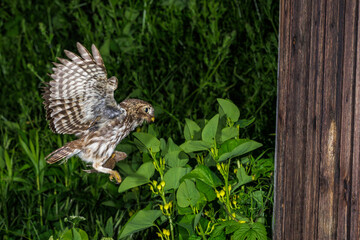 Fototapeta premium Steinkauz (Athene noctua)