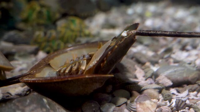 Close-up of a horseshoe crab underwater on a rocky seabed. Detailed view of the shell and telson of this living fossil in an aquarium environment. Focus on marine biology and ocean life.