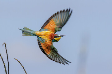 Bienenfresser (Merops apiaster)