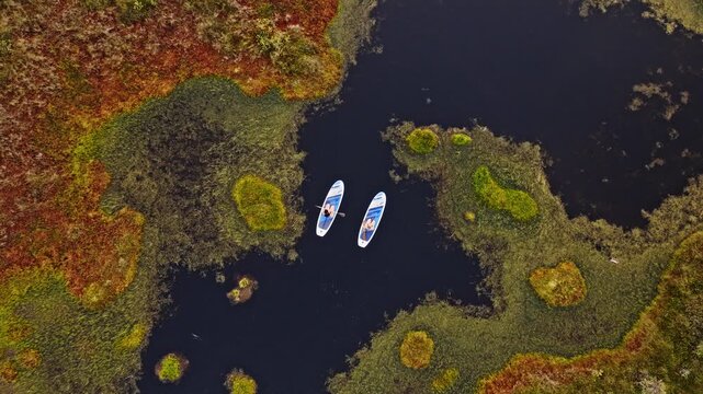 Paddleboarding in Estonian Bog