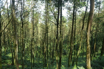 A refreshing green view of a pine forest in a tropical area
