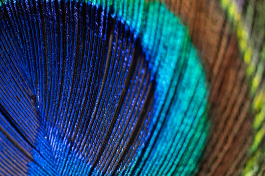 Extreme macro close-up of the centre of a peacock feather, revealing concentric rings of vivid colour radiating outward like a rainbow. An abstract natural background ideal for artistic concepts